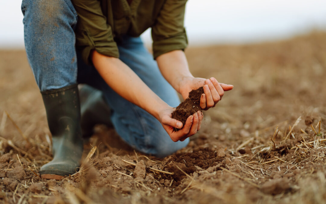 Sustainable Traditions: The School for Field Studies Brings Environmental Education to Tuscany The School for Field Studies opens its first Italian campus in Greve in Chianti, offering students immersive research on sustainable food systems and environmental conservation.